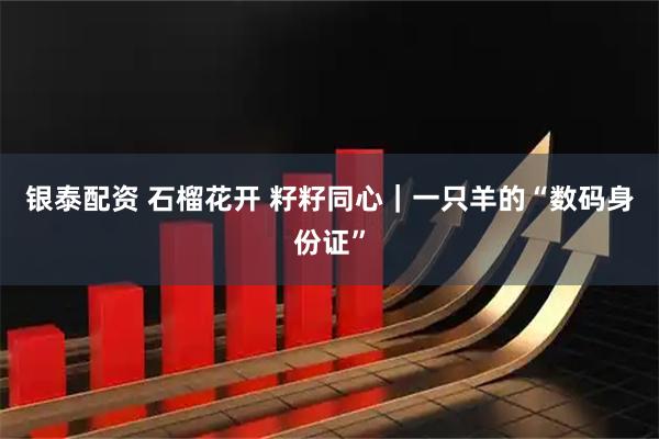 银泰配资 石榴花开 籽籽同心｜一只羊的“数码身份证”